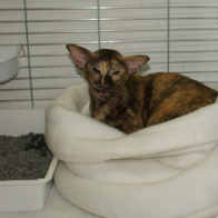 Ch Carbeile Lady Morgana