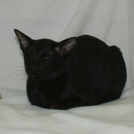 Ch Enigmatic Mr Vain