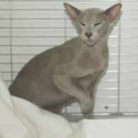 Ch Merrytail Seapearl