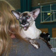 Gr Ch Littlefeat Powderfinger