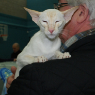 Gr Ch Mylynn Melodrama