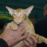 Gr Pr Nanpema Flamenco