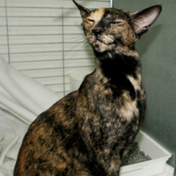 Grand Champion Beckstar Fantasia