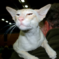 Grand Champion Hemlock Monterey Jack