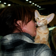 Hemlock Bobbi Dazzler