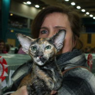 Hemlock Razzle Dazzle