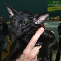 Hemlock Rhythm Ofthe Night