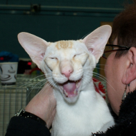 Imp Gr Pr Littlefeat Distant Thunder