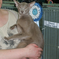 Premier Hemlock Viva Las Vegas