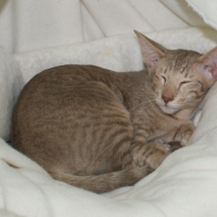 Shimileeta Inyour Dreams