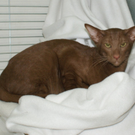 Shimileeta Sexiancinfil