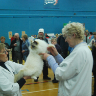 2 Saramoya Princess Aurora