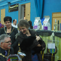 7 Overall Pedigree BIS Delphinium Blackknight (Black British SH)