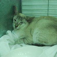 DSC_2355 Owned by Mrs E Maybury