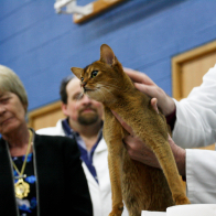 GR CH LINCZOZO CAT'S PYJAMAS (ABY n)