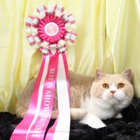 APATCHICAT CATELYN STARK (3)