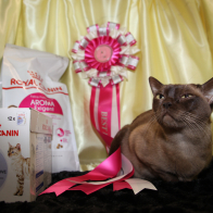 CH RAWEKE ARCADIA (2)