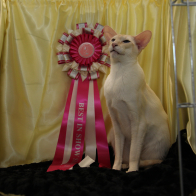 GR PR LITTLEFEAT DANNY BOY (2)