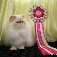 ROSEMEDE STARMANOF SOVON (2)