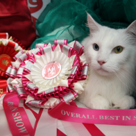 SUP UK IGMC JAK FROST