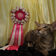 SUP UK IGRPR HEMLOCK ALFREDO FERRARI