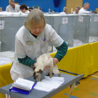 6 Mrs J Jones judges a Choc