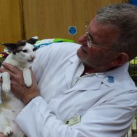 Hemlock Jiggery-Pokery, Oriental SH BiColour