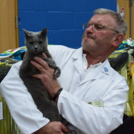 IGR CH Melketer Galiya Gertruda, Russian Blue