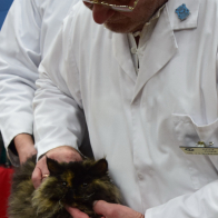 Lamblike Moonwalk, Selkirk Rex LH