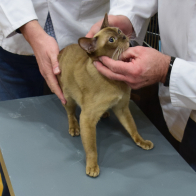 OBIGCC Rossikhan Alter Ego, Chocolate Burmese