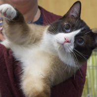 CH SAPPHIRE STAR ENVY