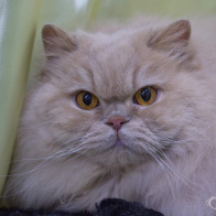 GR PR XZIBIT HAIRY BIKER