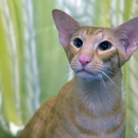 IGRPR FIORDILISO ENZO FUR-RARI