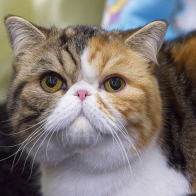 ZENDIQUE MISS SAIGON