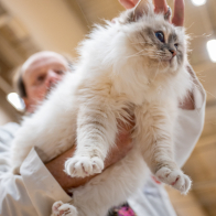 Ashanna's Celtic Tiger