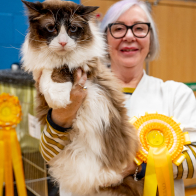 BIS HPet OBIGMC Sonny's Boy