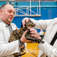 Gr Ch Fiordiliso Mesmerising