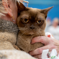 UK  OGIGC  IGR PR Rossikhan Marigold