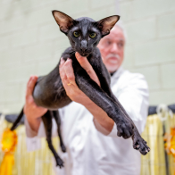 Gr Ch Orientalexpress Kluedo