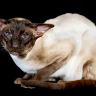 Gr Ch Tzu Main Offender