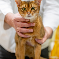 SK Abydreames Clara Bow