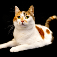 GCCF Shropshire 26-103