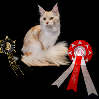 GCCF Shropshire 26-107