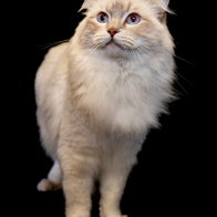 GCCF Shropshire 26-109