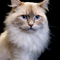 GCCF Shropshire 26-114