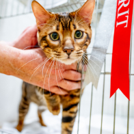 GCCF Shropshire 26-13