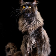 GCCF Shropshire 26-136