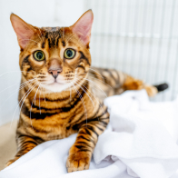 GCCF Shropshire 26-15