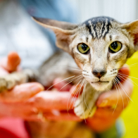 GCCF Shropshire 26-16