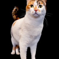 GCCF Shropshire 26-22